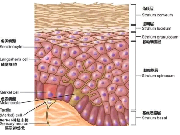皮膚結構.png
